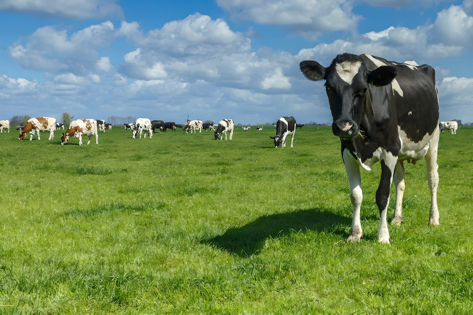 CW4267058: Gelukkige koeien op een groene wei
