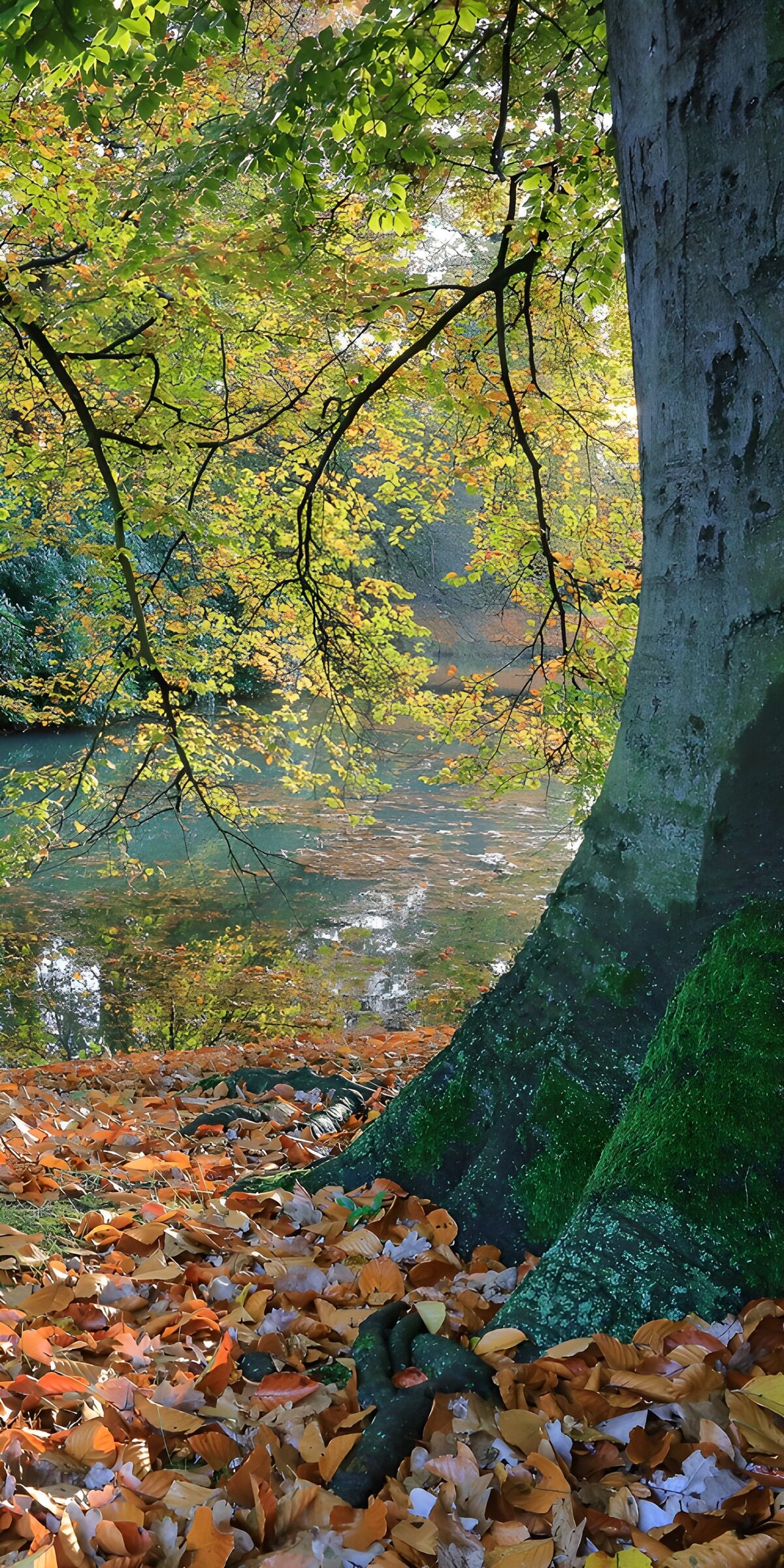 CW9838639: Kleurrijke herfst aan het water