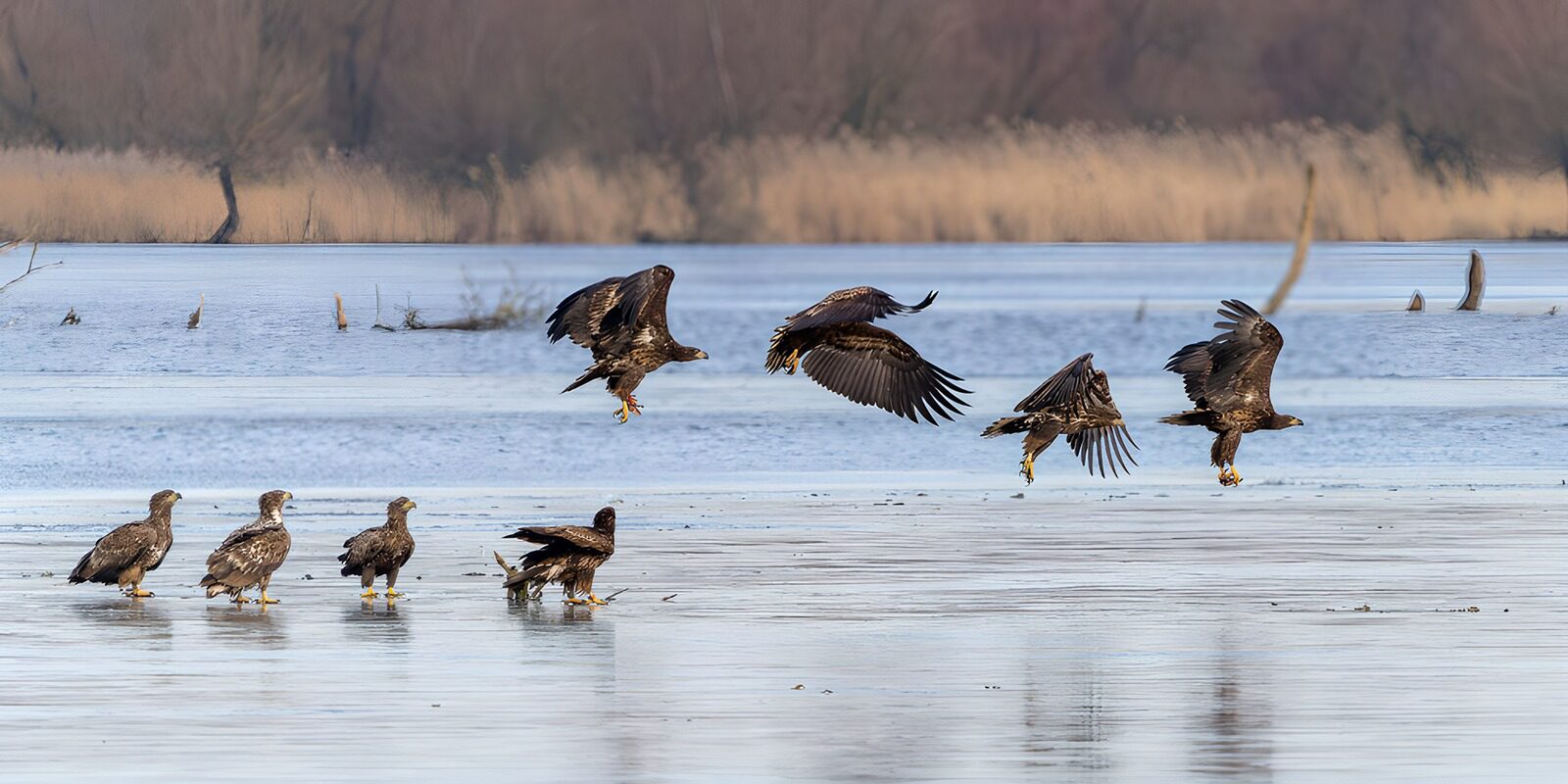 CW8019557: Zilverreigers in vlucht boven het water