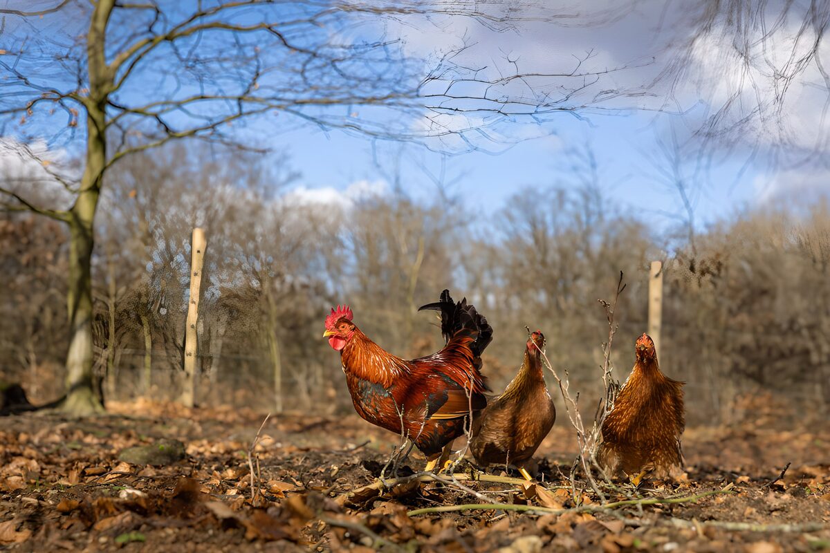 Kippen in de natuur