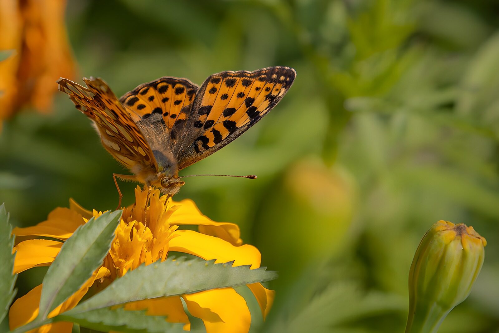 CW7405441: Vlinder op een gele bloem