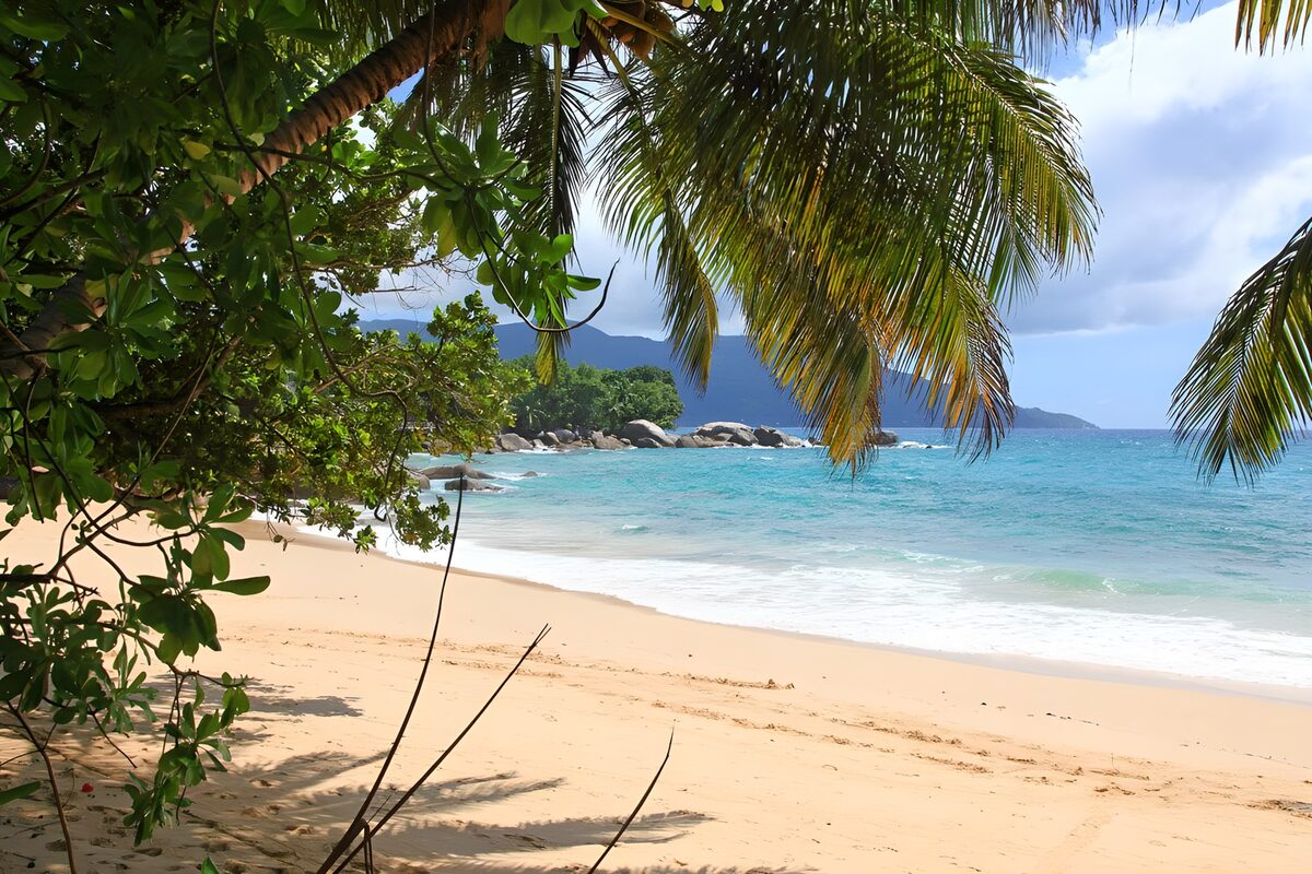 CW3932063: Tropisch strand met palmbomen