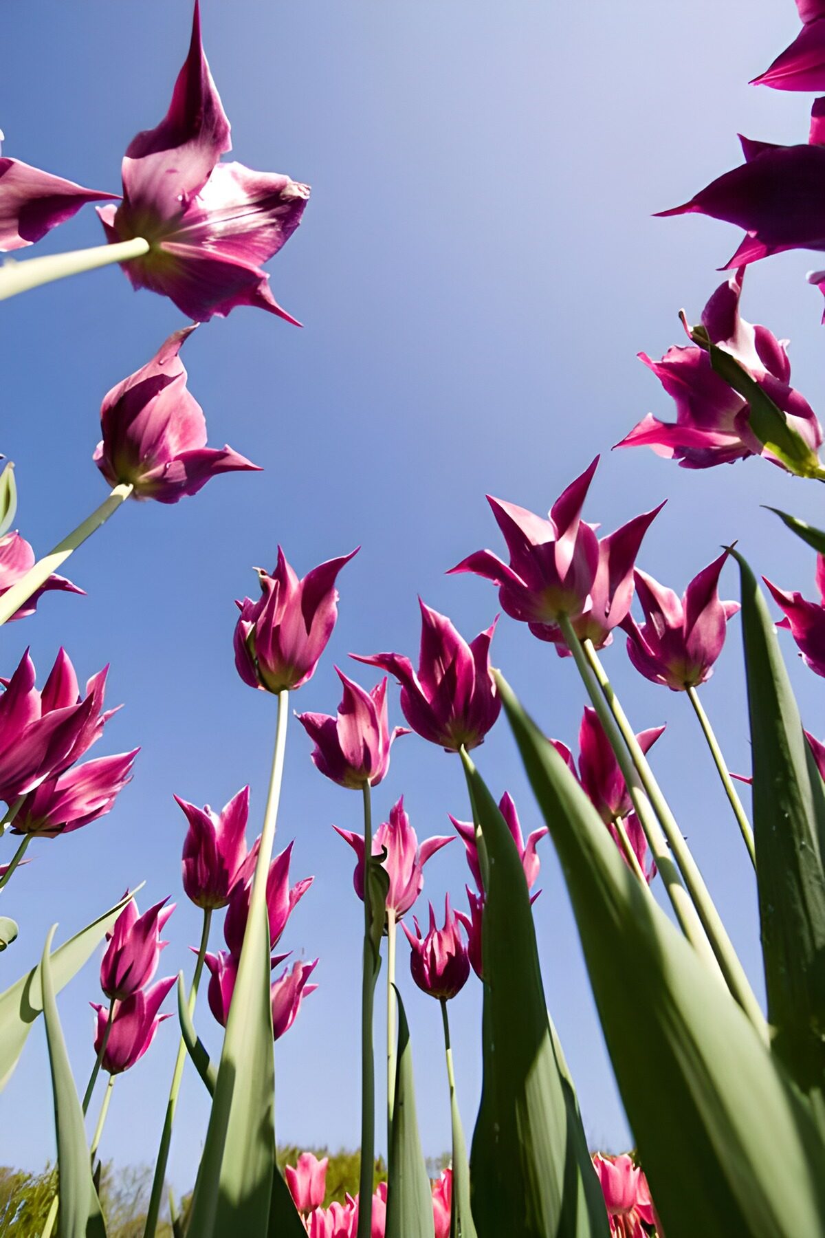 Prachtige paarse tulpen onder een blauwe lucht