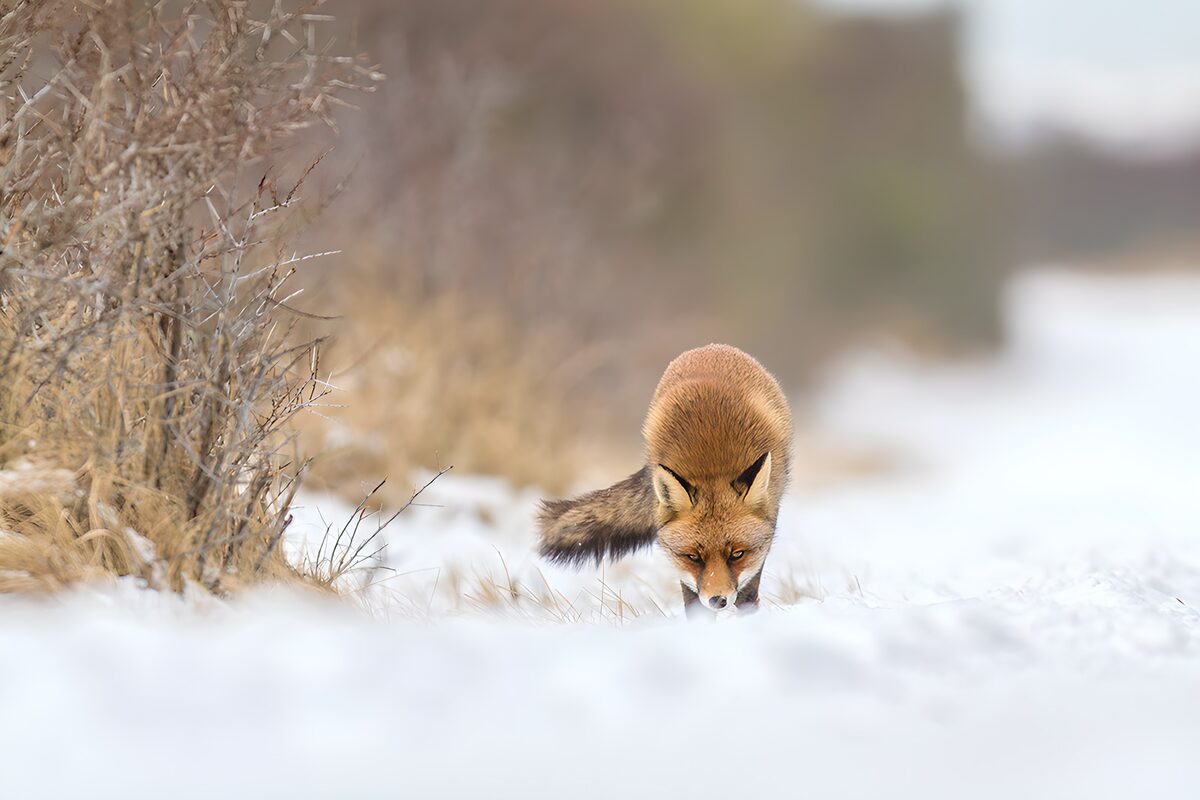 Vossenjacht in de sneeuw
