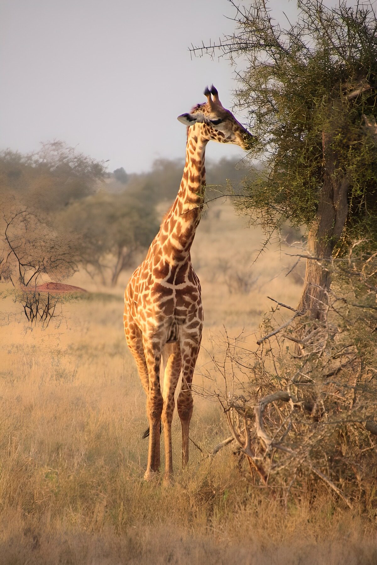 CW1440293: Giraffen genietend van de natuur