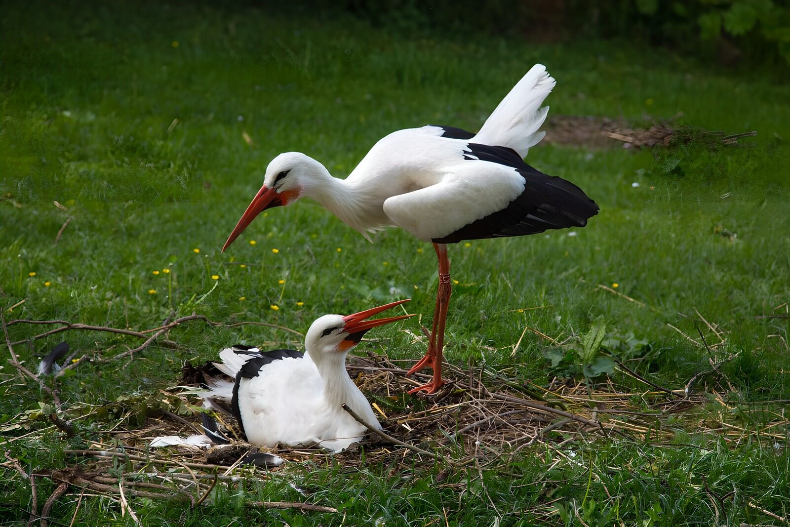 CW1210045: Storken bij hun nest