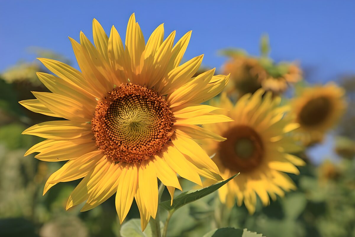 Stralende Zonnebloem in de Zomer