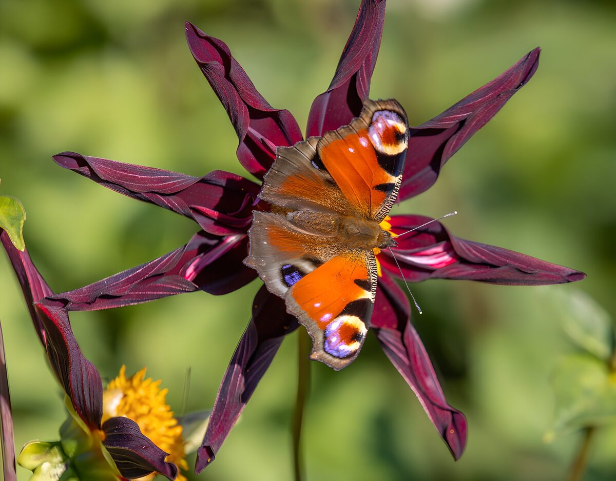 Mooie vlinder op een bloem