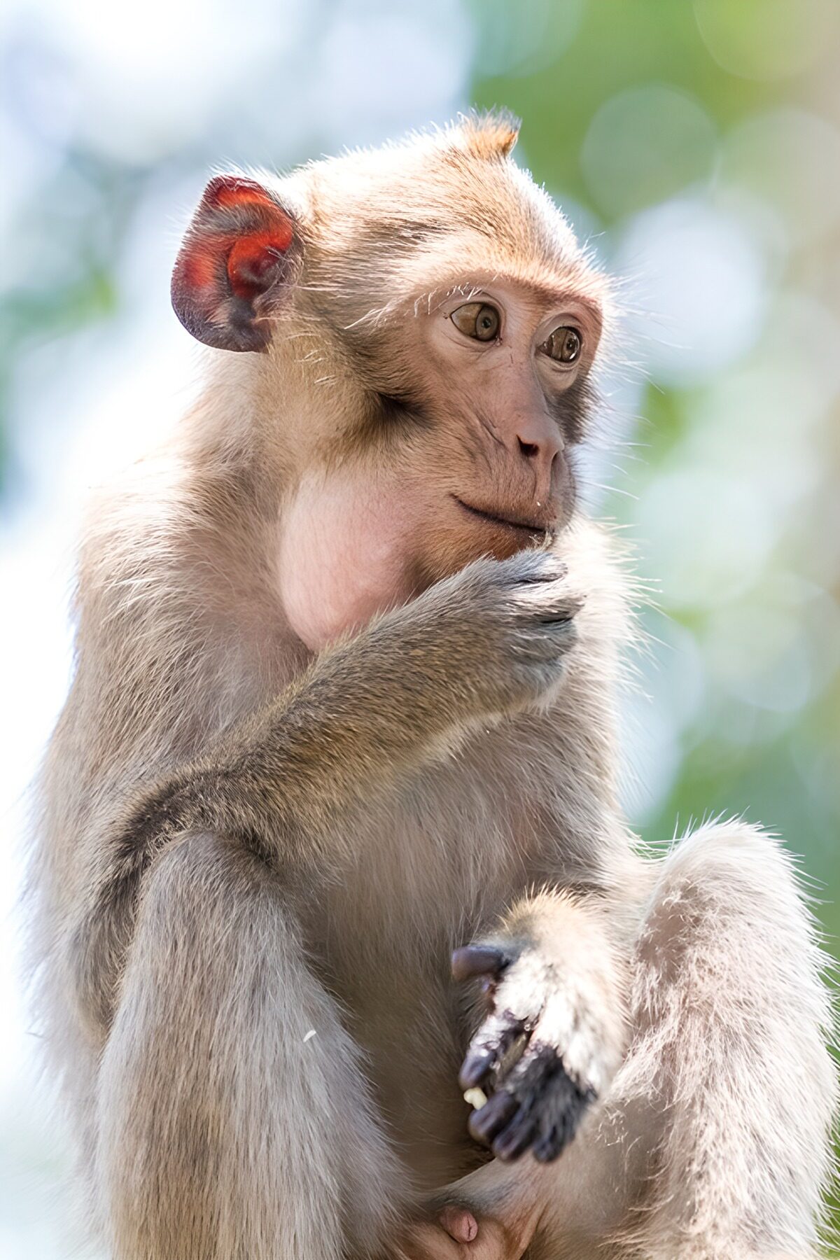 CW7021180: Denkende Macaque