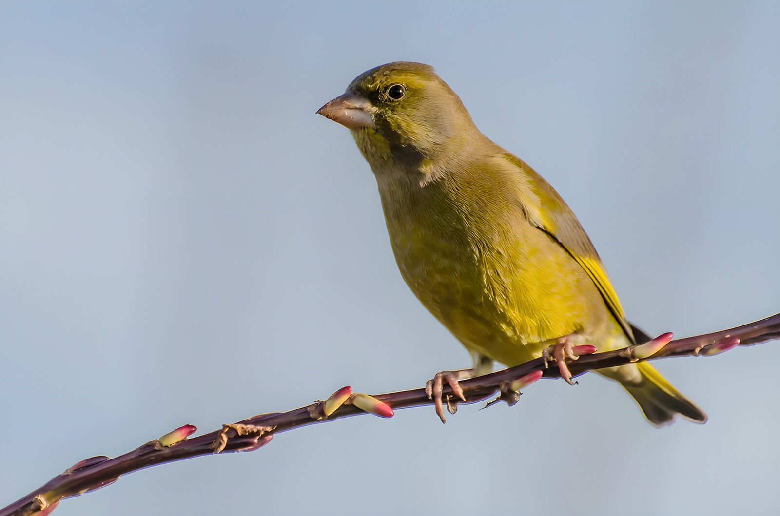 CW4006922: Groene vink op een tak