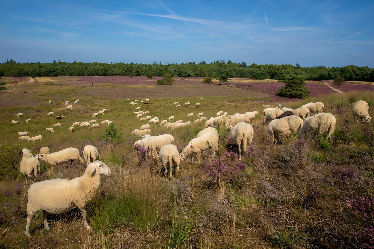 Schapen in bloeiend heideveld
