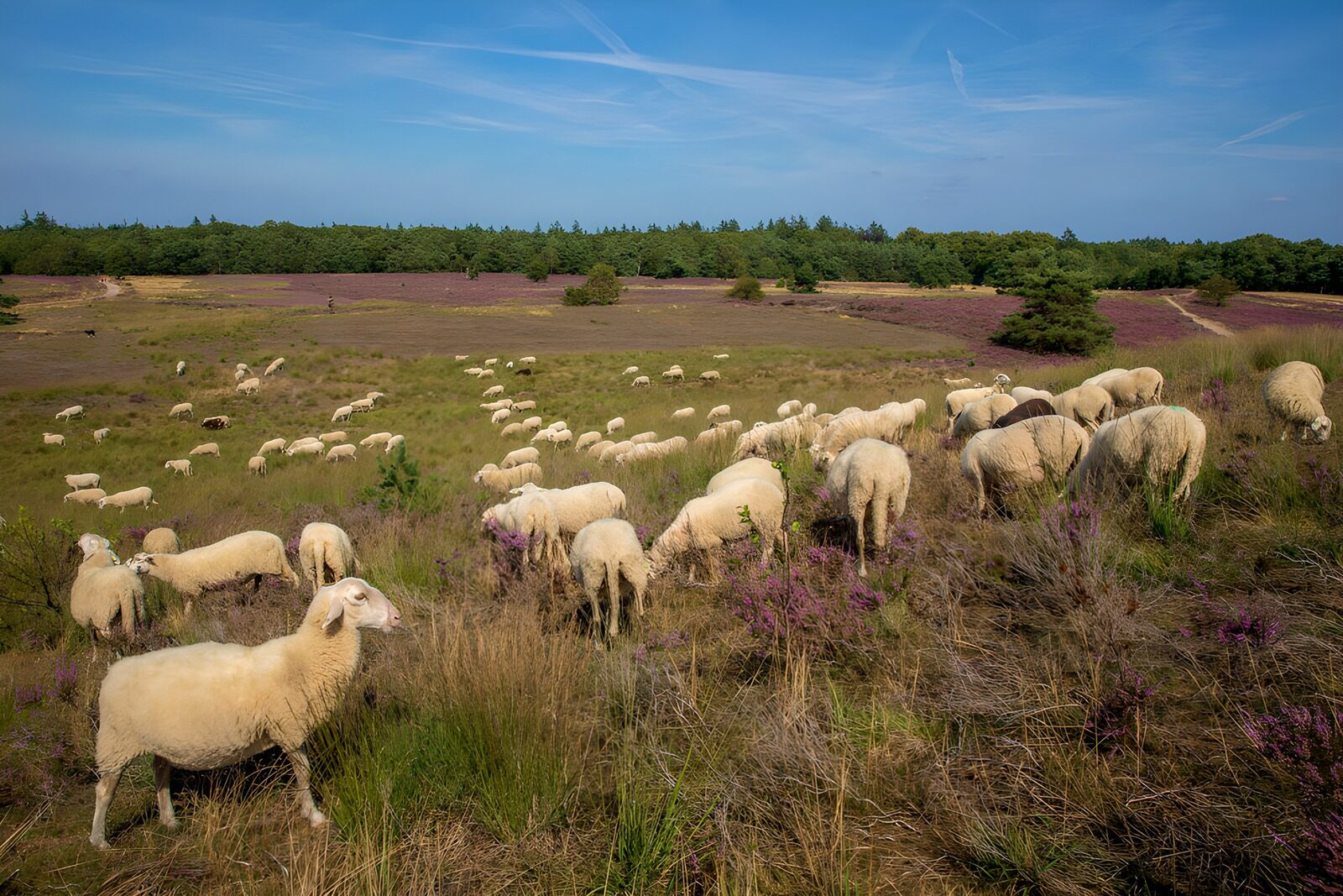 CW6601766: Schapen in bloeiend heideveld