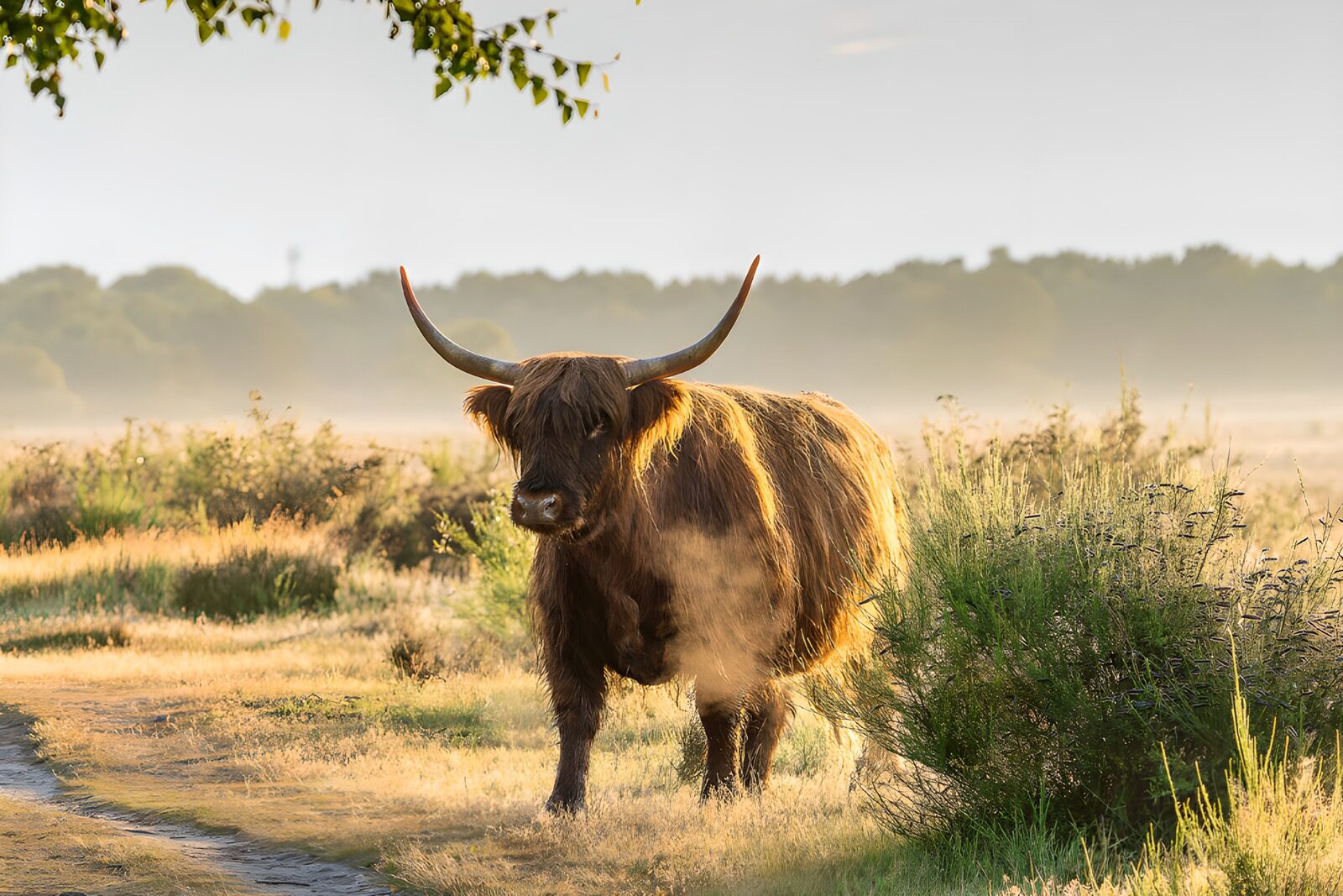 CW4564412: Hooglander in mistig landschap