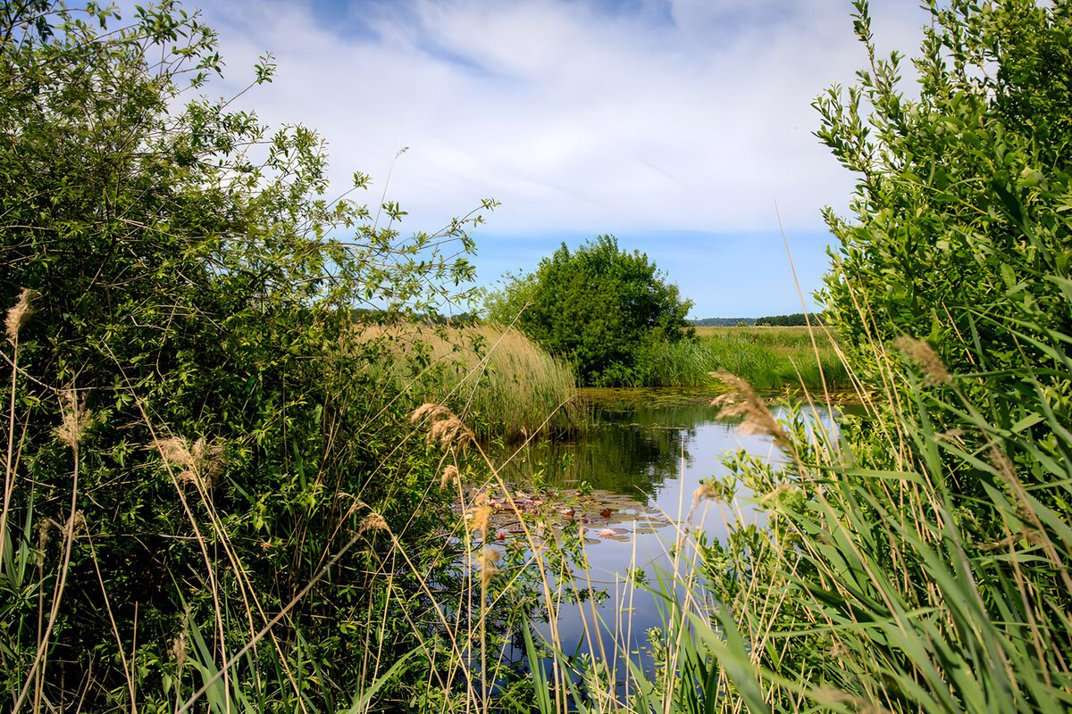 CW3444637: Rustige natuur bij een ondiepe vijver