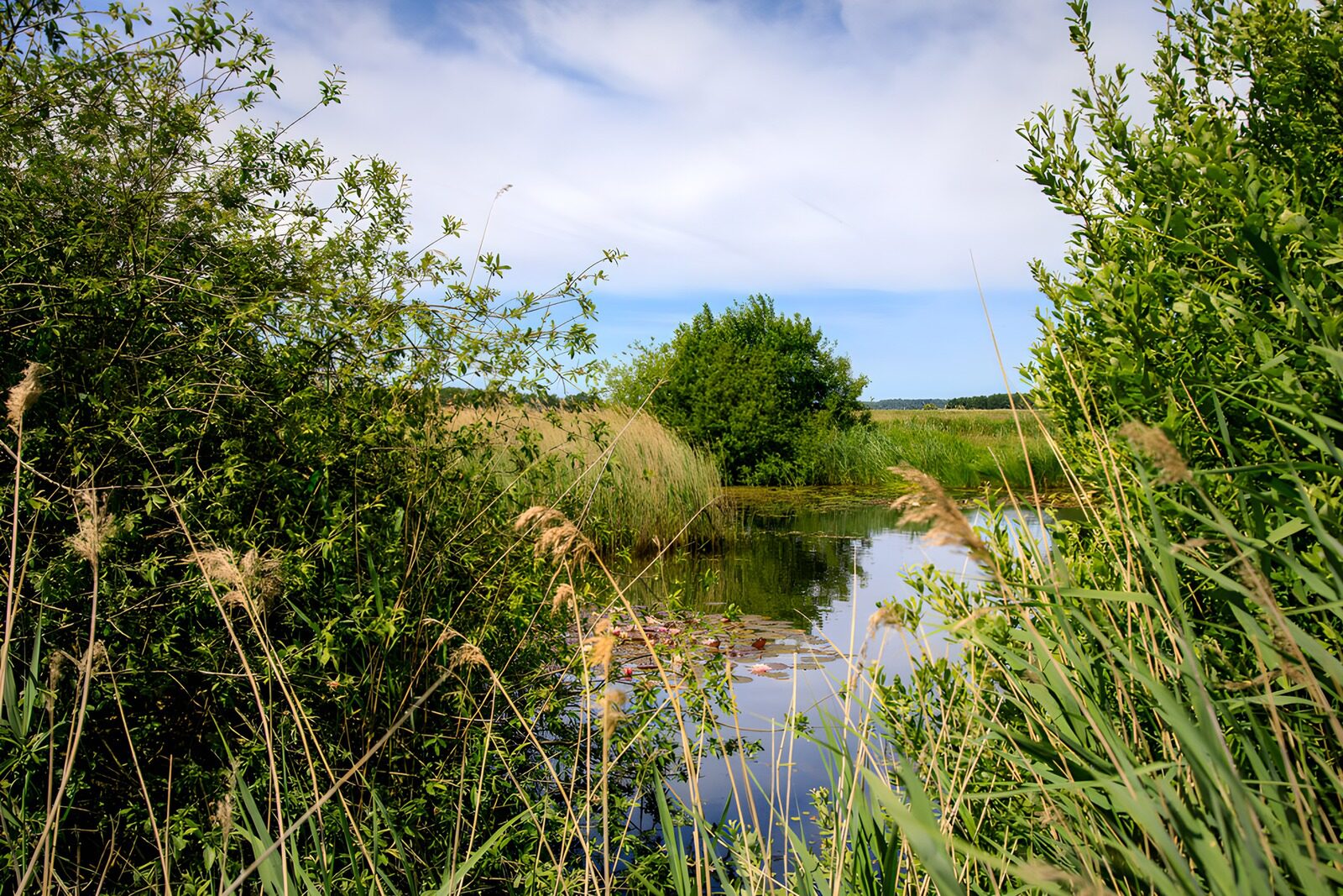 CW3444637: Rustige natuur bij een ondiepe vijver