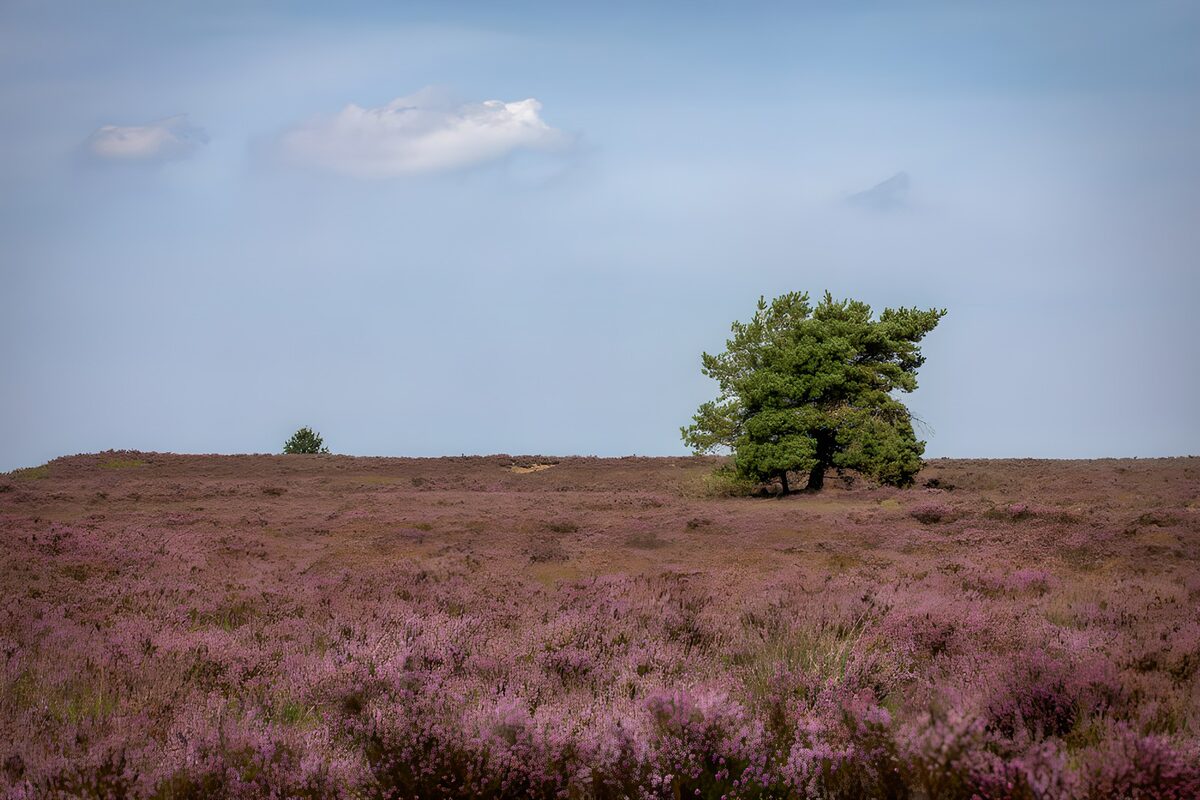 CW4472421: Prachtig paarse heide met een boom