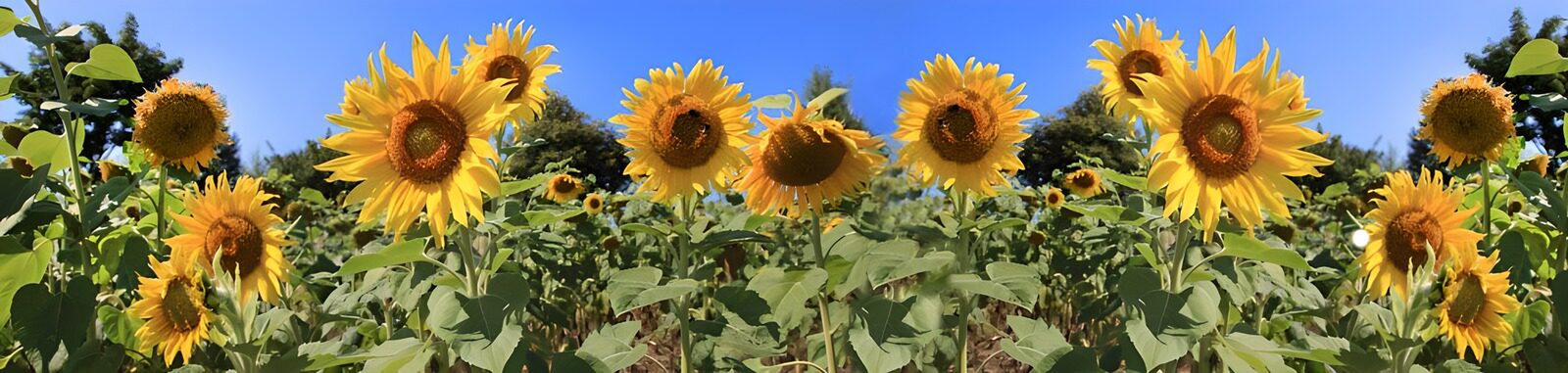 CW2098473: Zonnebloemen in volle bloei