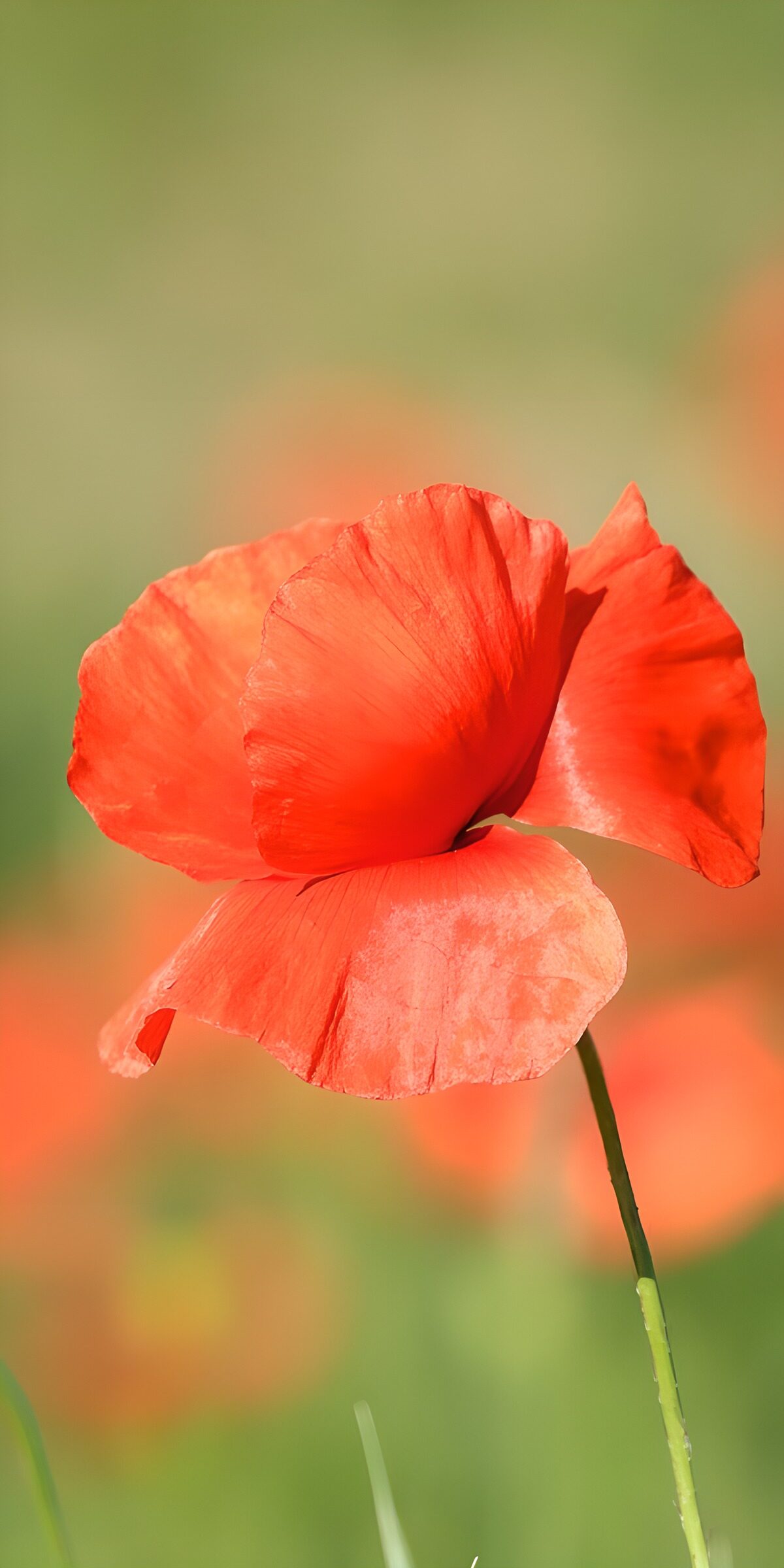 CW2299380: Poppy in de zon