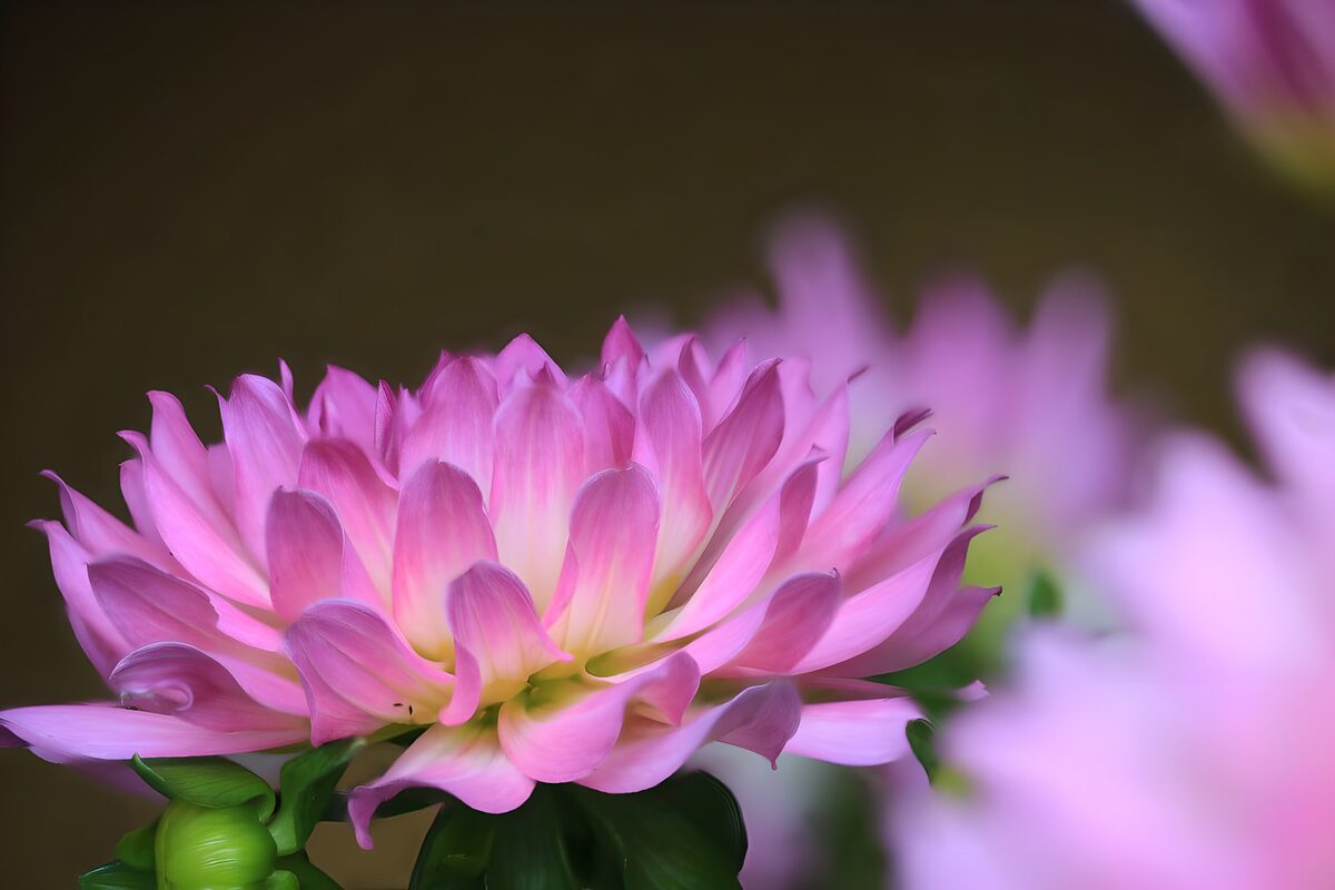 Prachtige roze dahlia in bloei