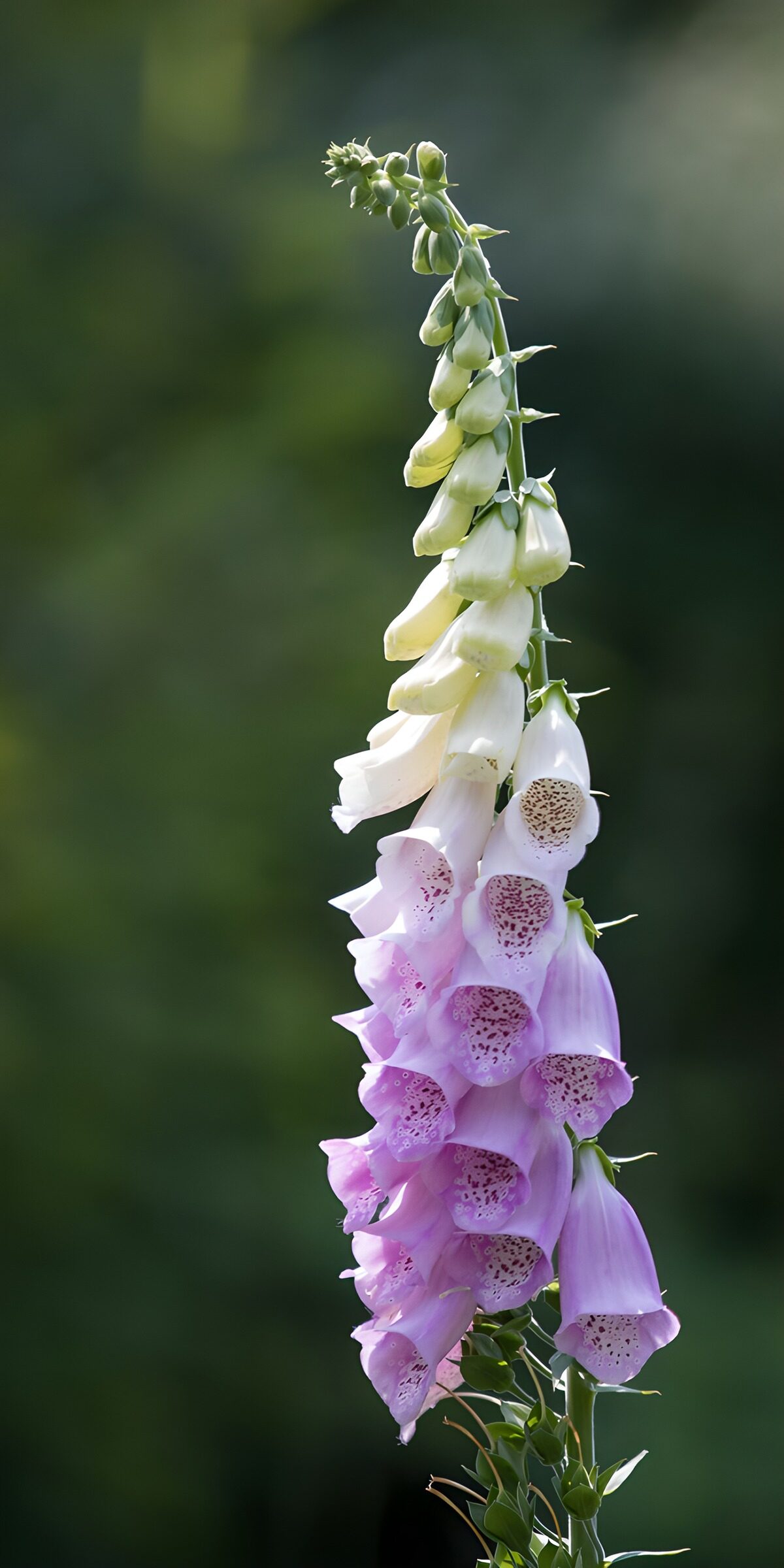 CW2775374: Prachtige vingerhoedskruid bloemen