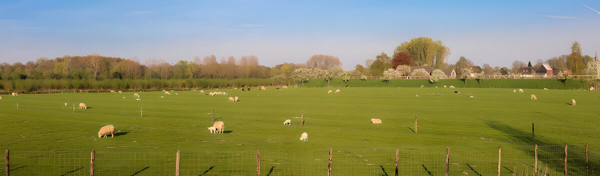 CW2563394: Groene weide met schapen in de zon