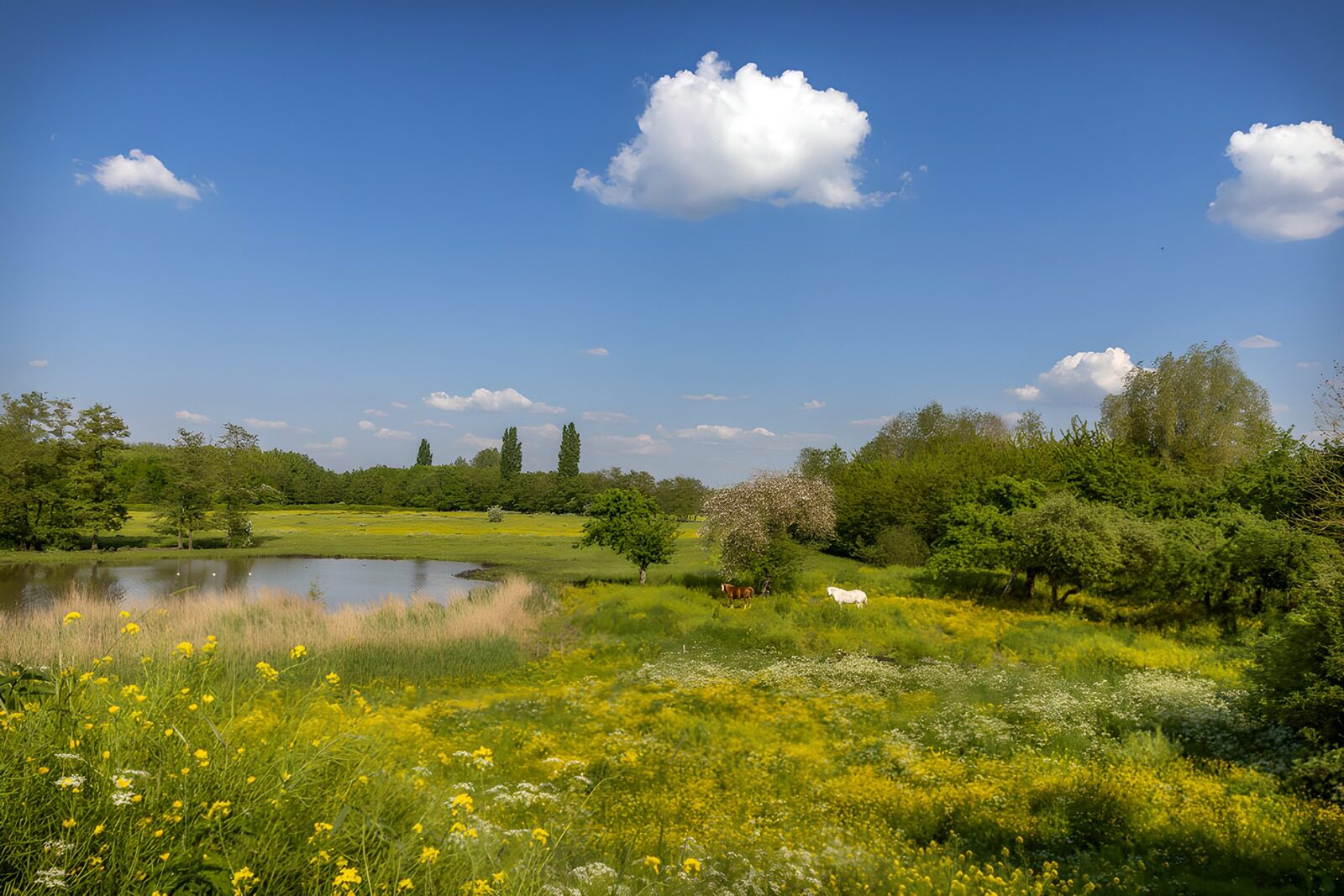 CW7365824: Prachtig Landleven met Bloemen en Water