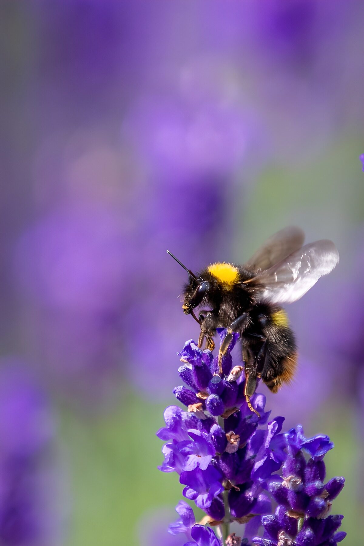 CW2948883: Hommel op lavendelbloem