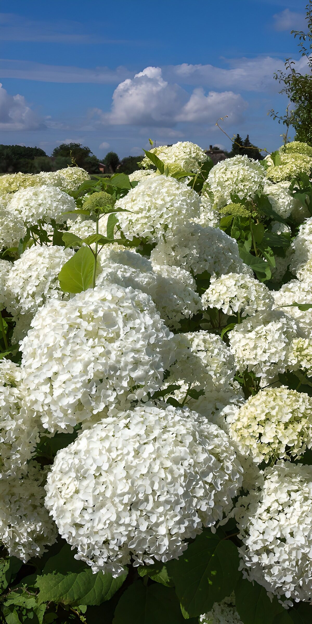 Prachtige witte hortensia's in bloei