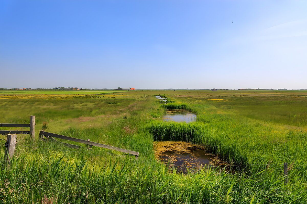 CW5739015: Uitzicht over het Groene Moeraslandschap