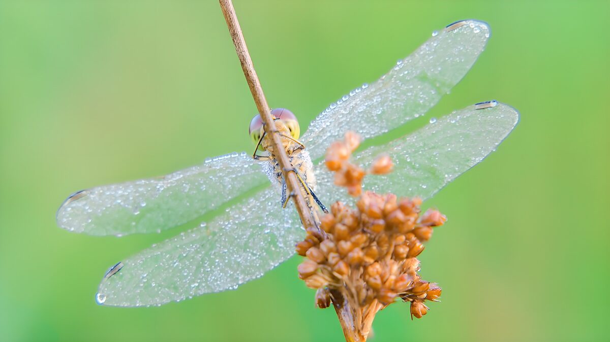 Libelle gedrenkt in dauwdruppels