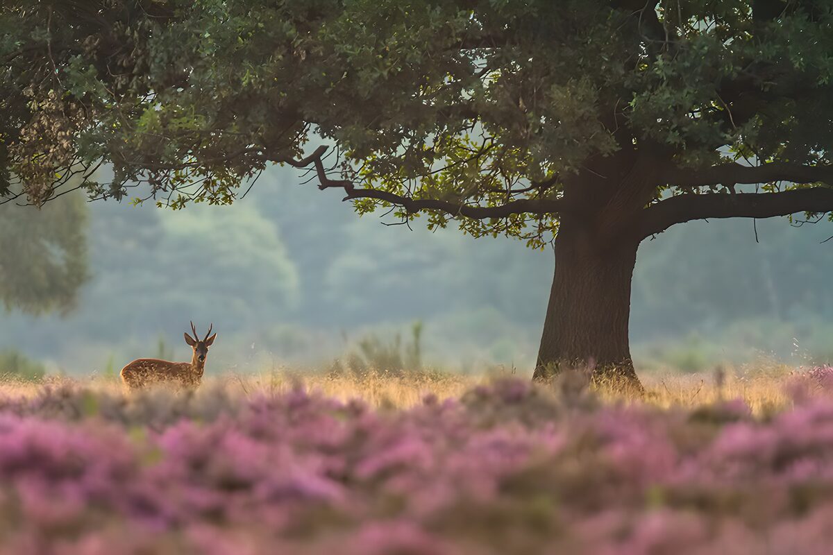 Hertje onder de grote boom