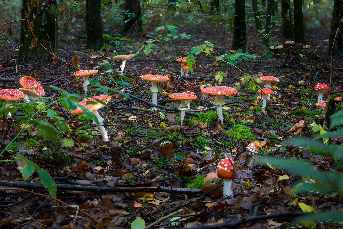 Vrolijke paddenstoelen in het bos