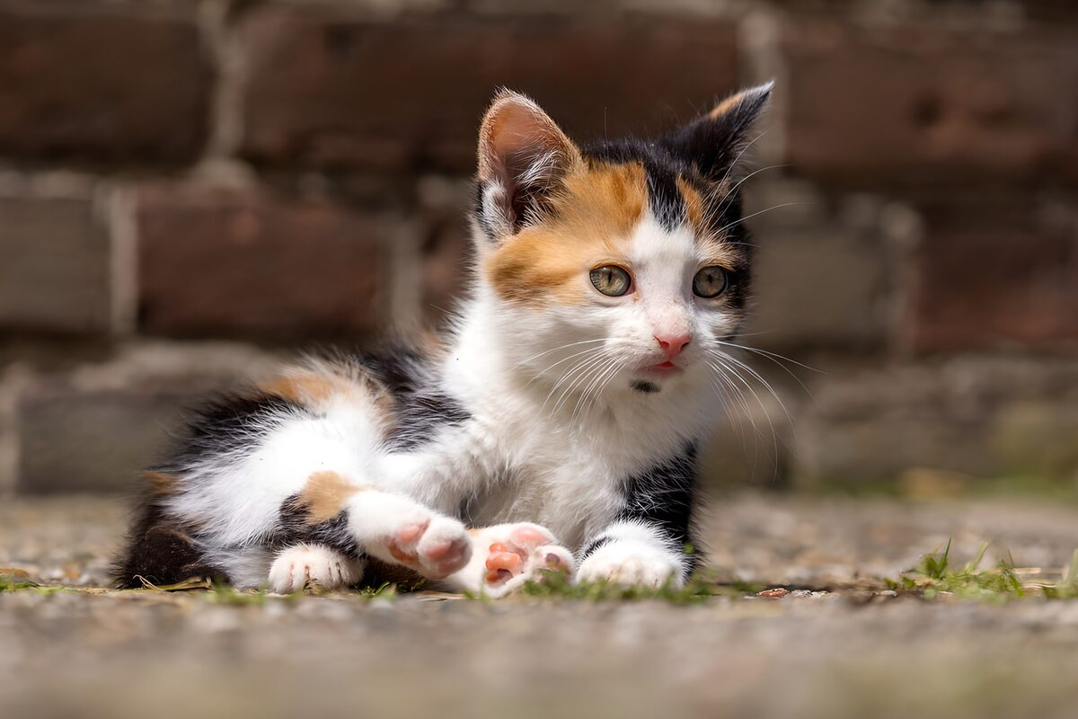 Driekleurig kitten in de tuin