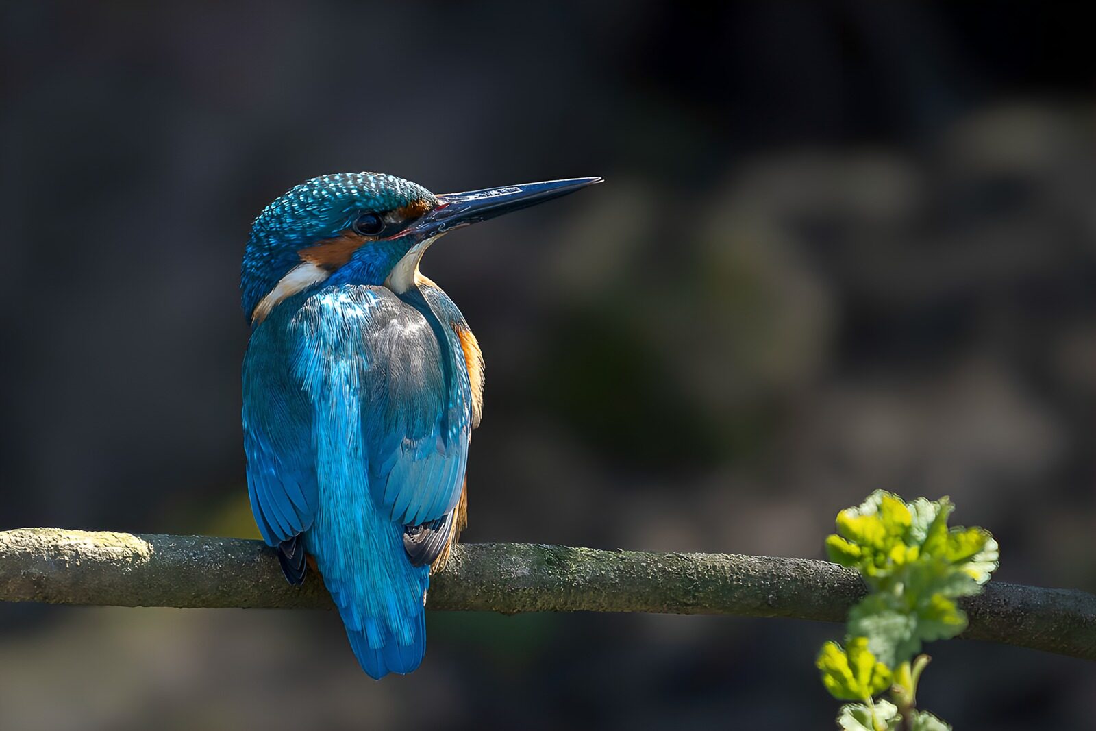 CW5646408: IJsvogel op tak