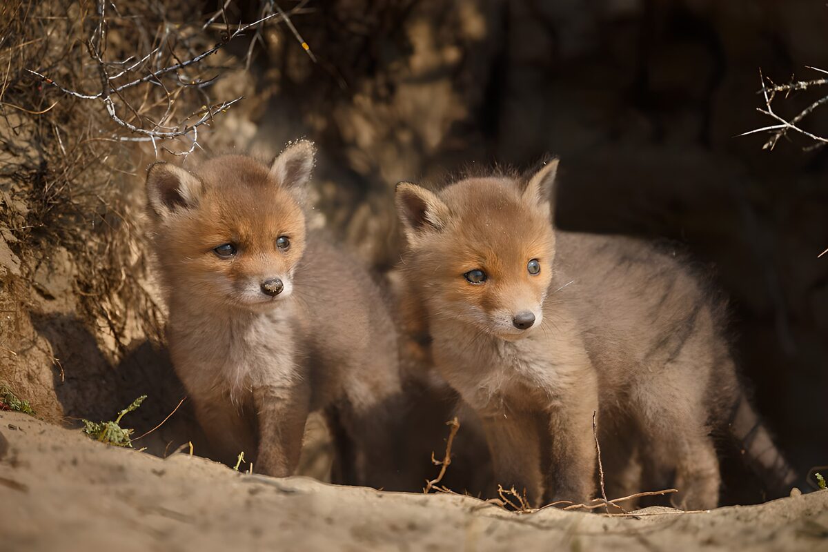 Schattige vosjes in de natuur