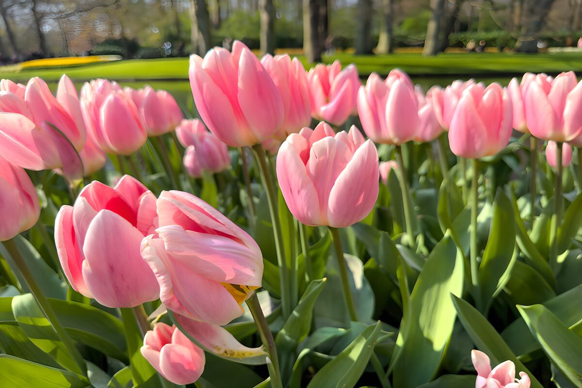 Zachte Roze Tulpen in de Zomerzon