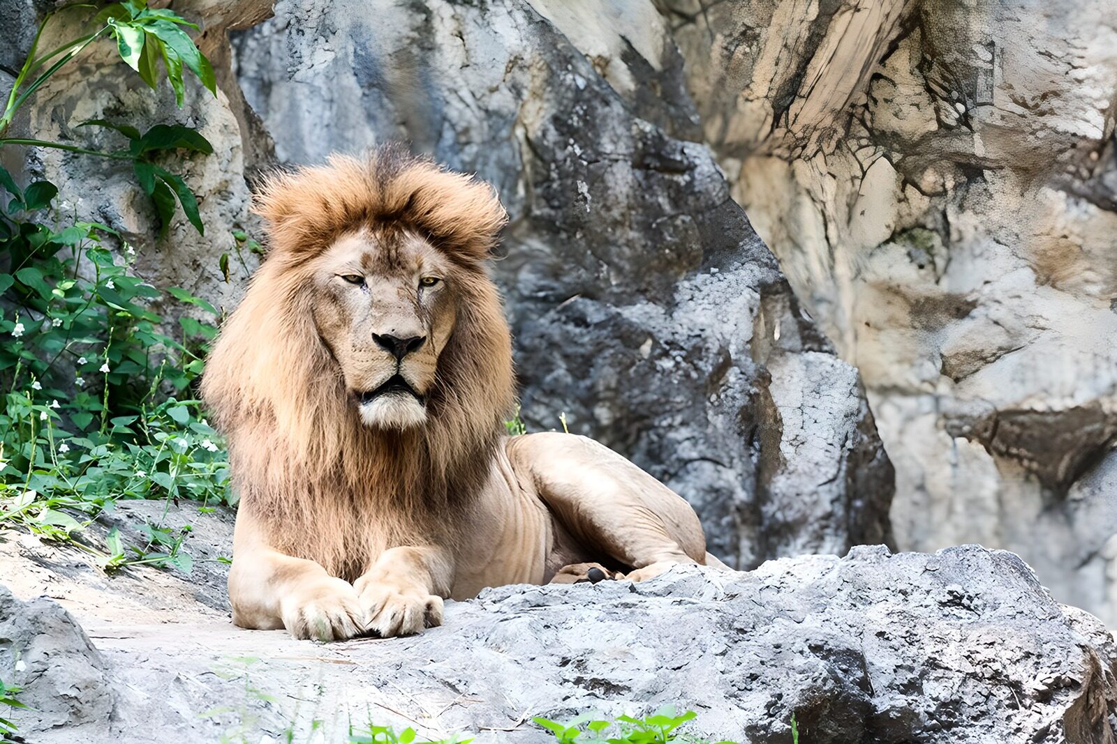 CW2083617: Majestueuze Leeuw in de Natuur