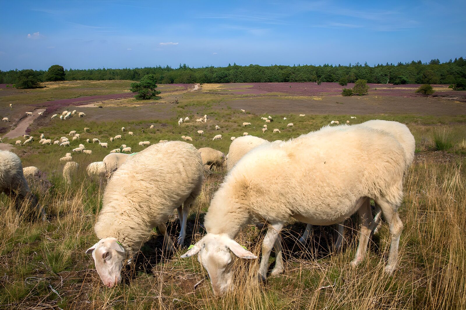 CW8737992: Schapen op de heide onder een blauwe lucht