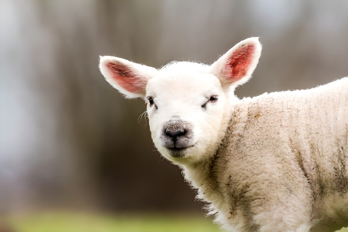 Schattig lammetje in de weide