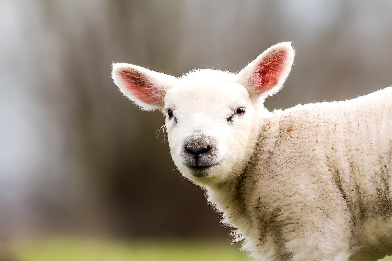 CW9798130: Schattig lammetje in de weide