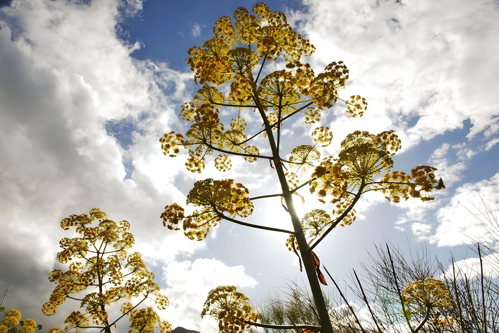 CW3282731: Zonovergoten bloemen in de lucht