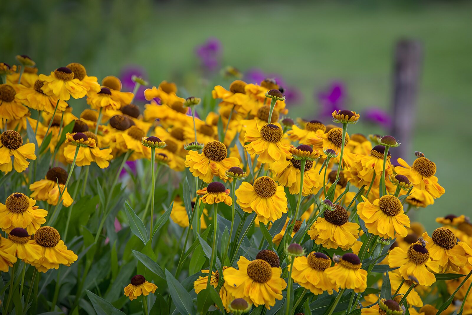 CW9300858: Stralende Gele Bloemen in de Natuur