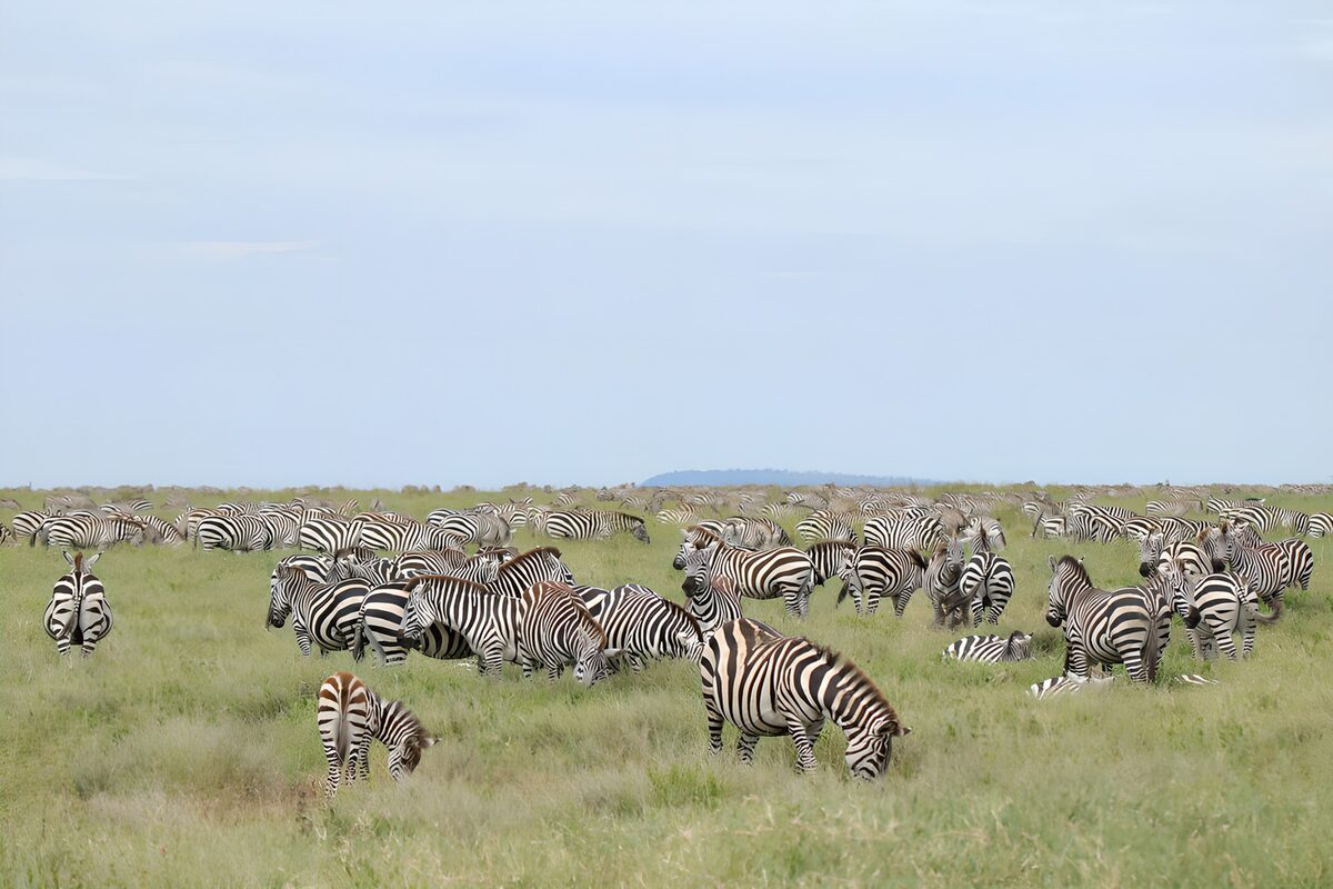 Groep Zebra's in uitgestrekte weide