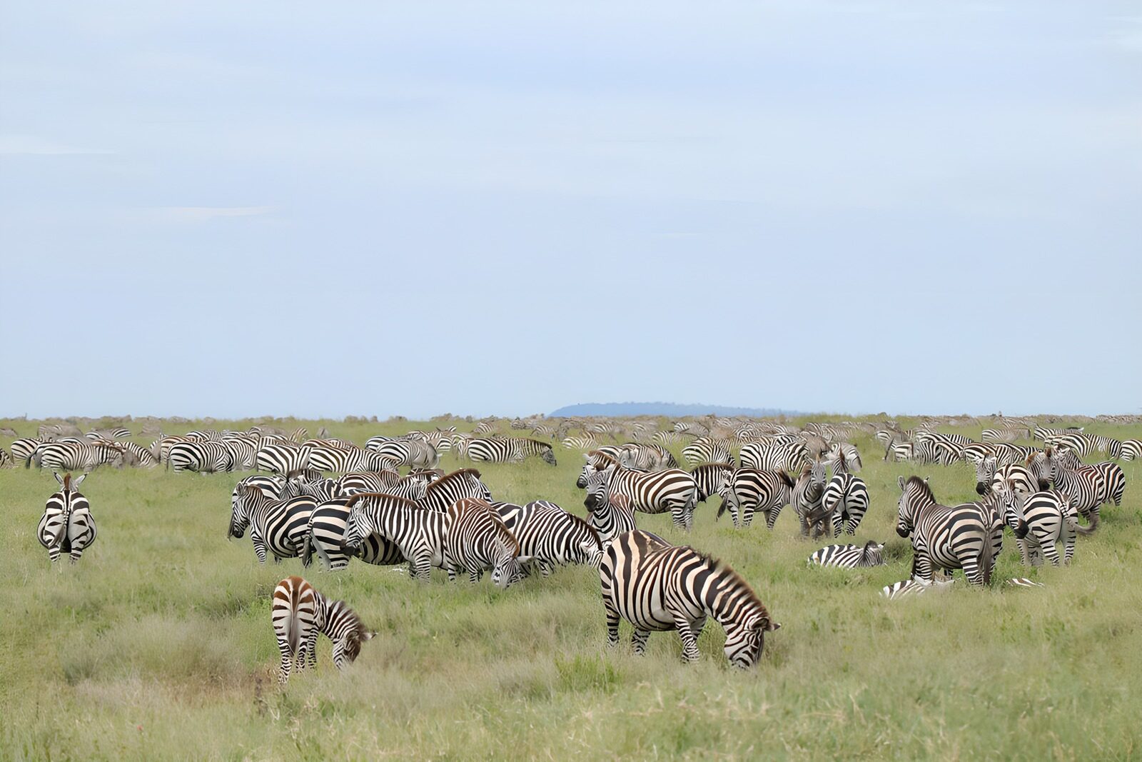 CW7545644: Groep Zebra's in uitgestrekte weide