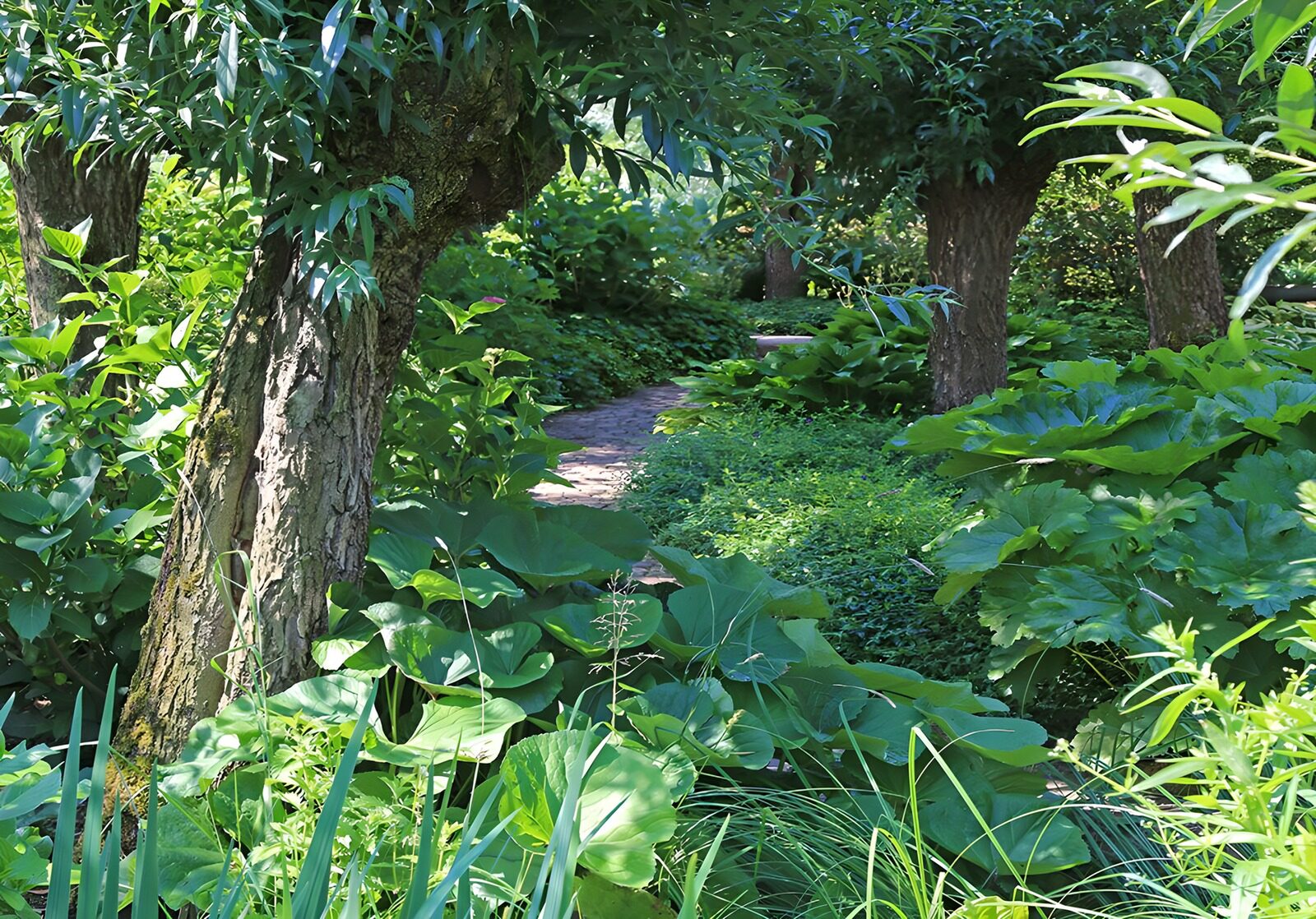 CW4203903: Sfeervolle tuin met pad tussen het groen