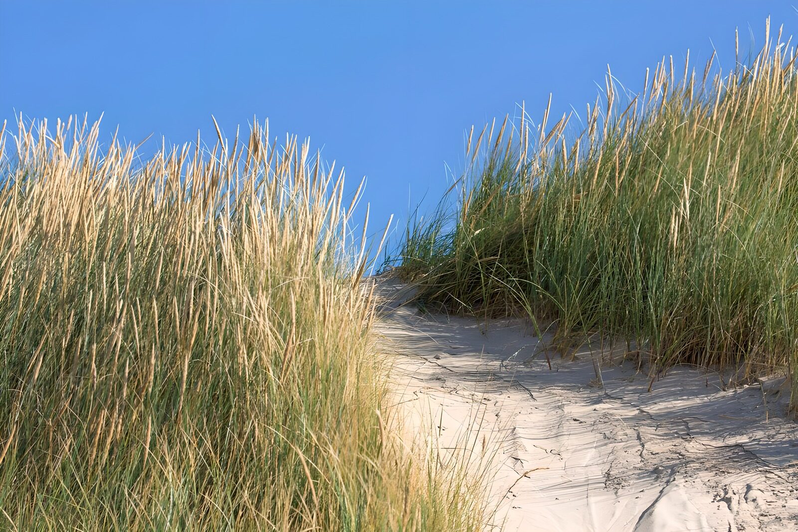 CW1030642: Zandduinen met gras onder een blauwe lucht