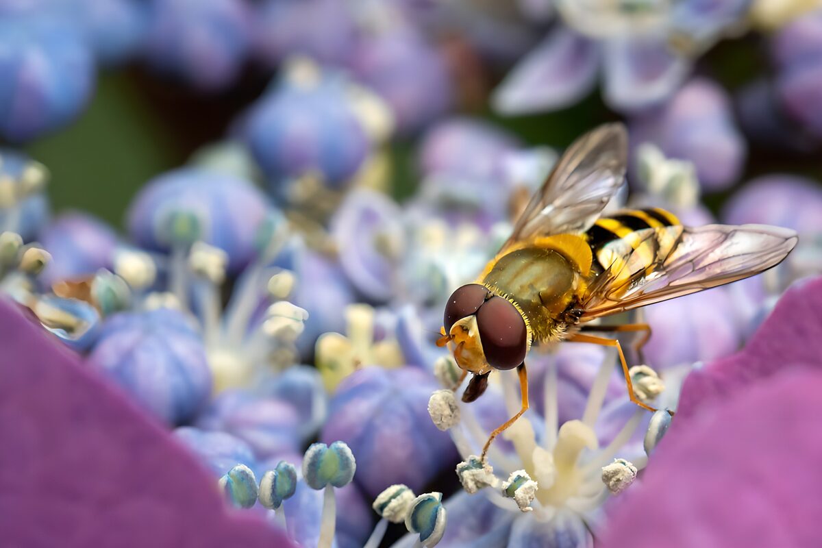 Bij op een paarse bloem