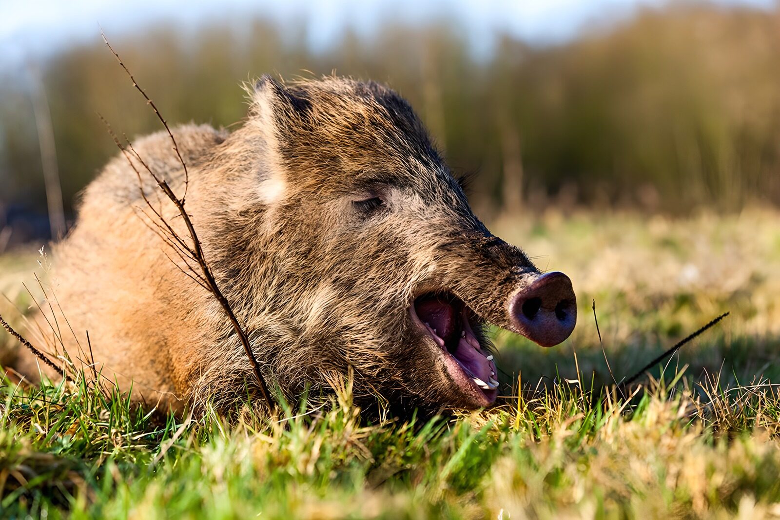 CW8467305: Brullende wilde zwijn in de natuur