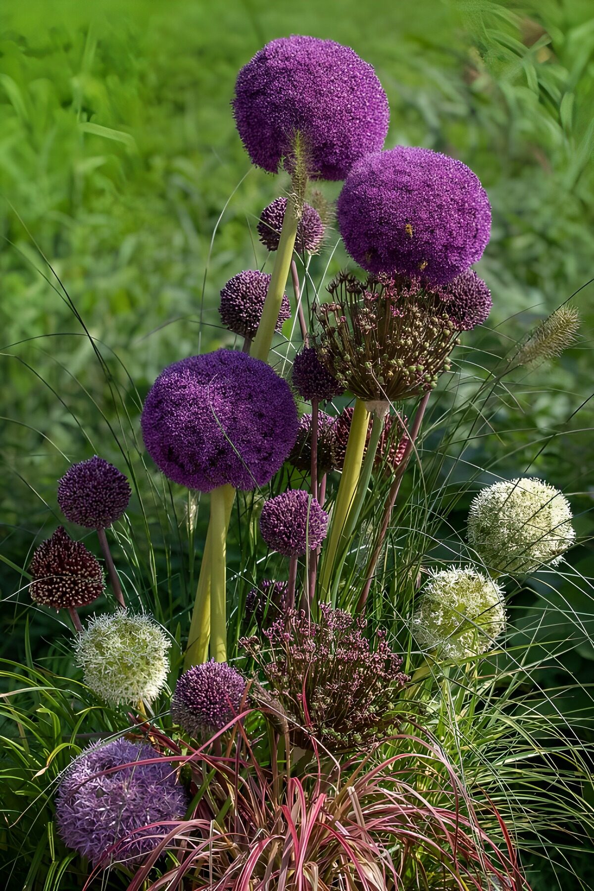 CW8727465: Prachtige bolvormige bloemen in de natuur