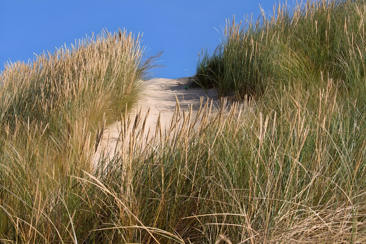 Zandduinen met Gras onder een Helder Blauw Lucht